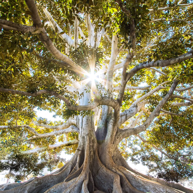 Photo d'un arbre dans la lumière