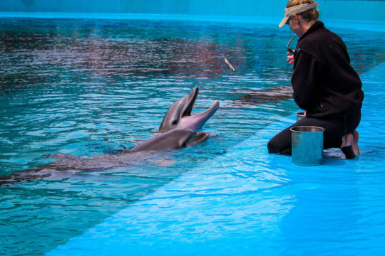 Photo d'un soigneur de delphinariums nourrissant un dauphin