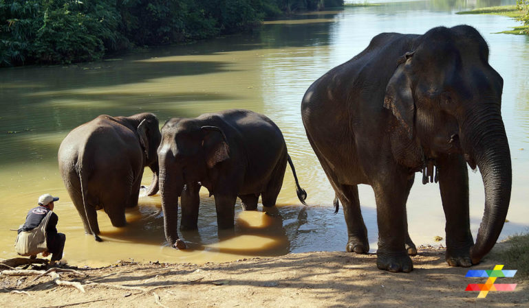 Photo des éléphants en train de se baigner