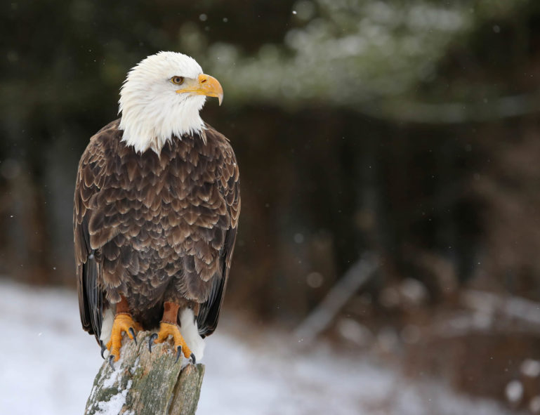 Photo d'un aigle pêcheur (marron à tête blanche) perché sur une souche d'arbre