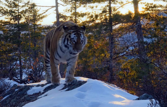 Photo d'un tigre de Sibérie marchant dans une forêt enneigée