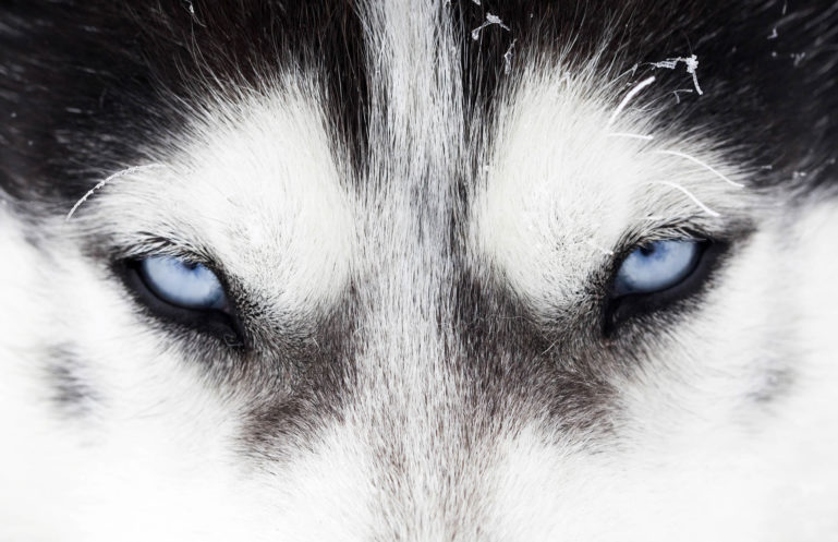 Photo du regard d'un loup de face, zoomé sur ses yeux