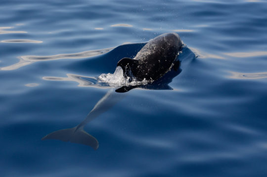 Photo d'un dauphin en train de nager dans l'eau