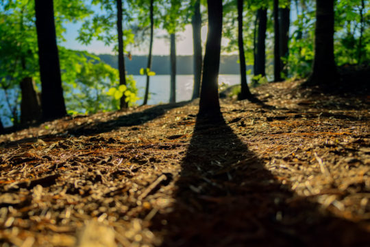 Photo d'une forêt sêche