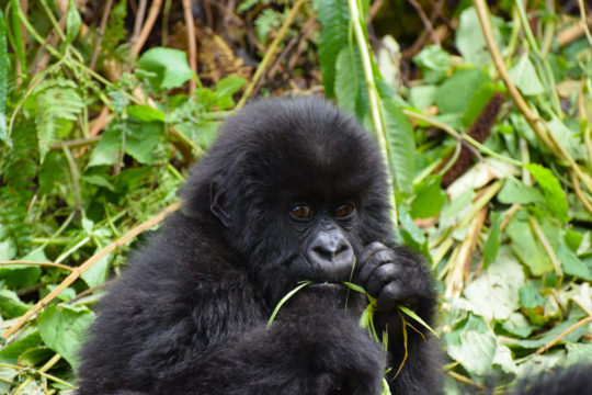 Photo d'un bébé gorille