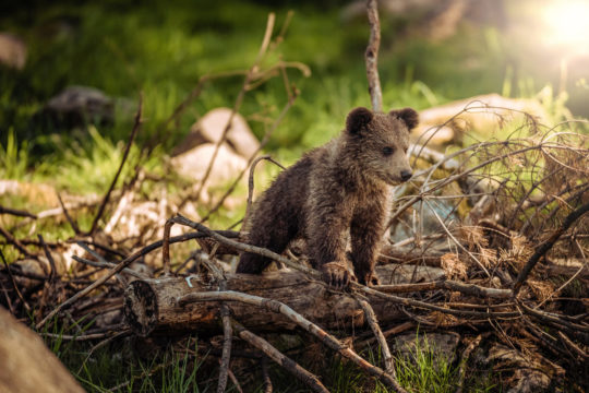 Photo d'un bébé ours sur un tronc d'arbre