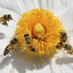 Image pour La disparition des abeilles