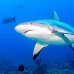 Image pour L’extermination des requins