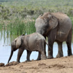 Image pour Sauver les derniers grands mammifères